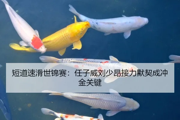 短道速滑世锦赛：任子威刘少昂接力默契成冲金关键